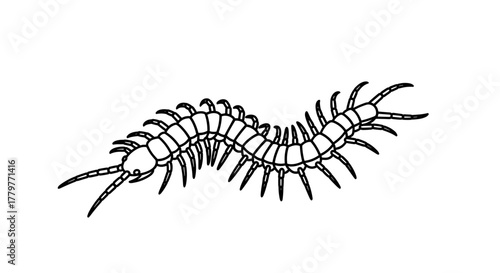 Simple black and white line art illustration of a centipede.