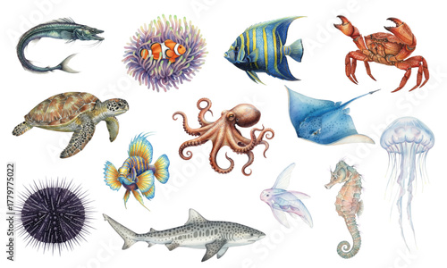 Watercolor Set of Diverse Tropical Marine Life and Ocean Animals