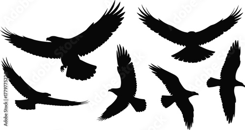 Bird silhouettes in flight, eagle and hawk shapes, wing positions, black vector design, avian motion study, isolated style, artistic element