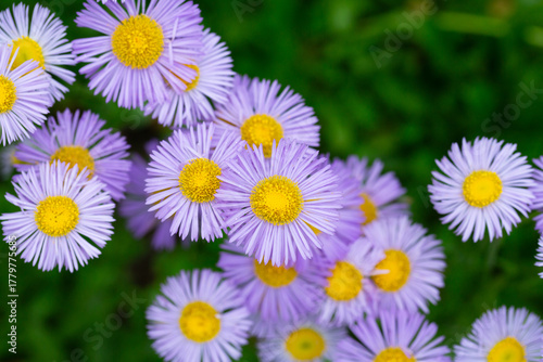 Blooming Erigeron speciosus flower close up on nice spring day. Ornamental flowering. Summer blooms - June July Blooms in lavender blue flowers with yellow disc.