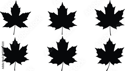 Maple leaf silhouettes collection, black botanical shapes, autumn foliage design, leaf morphology study, vector illustration, isolated style, nature reference, plant pattern
