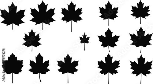 Maple leaf silhouettes collection, black botanical shapes, leaf morphology study, autumn design elements, vector illustration, isolated style, nature pattern reference