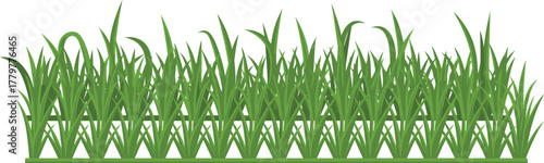 Stylized grass blade illustration, green lawn texture, nature element, garden clipart, landscaping design, foliage art, isolated plant graphic, outdoor vegetation