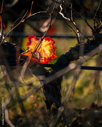 Videira com folha vermelha
