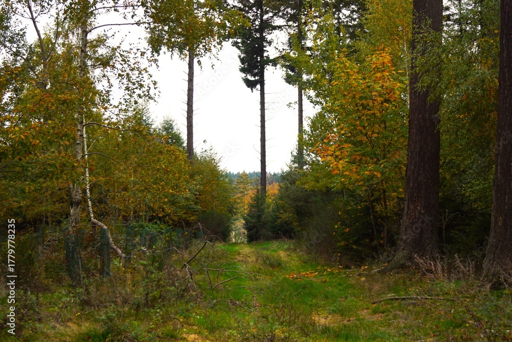 Obraz premium autumn in the forest