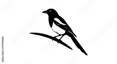 Magpie Perched on Branch A Striking Silhouette.