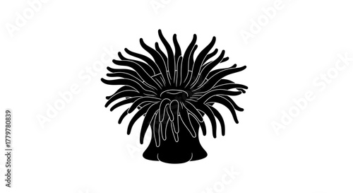 Black and white illustration of a sea anemone on white background.