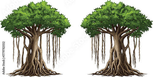 Beautiful banyan trees with hanging roots, tropical rainforest vegetation, natural green forest landscape, environmental nature scene, eco-friendly tropical tree illustration.