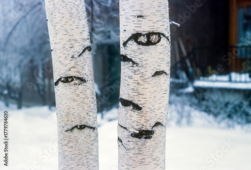 Paper birch trunks, recognizable by their smooth, white bark that peels off in thin layers and black markings on the bark that resemble eyes, are characteristic of this tree