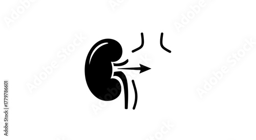 Kidney Excretion Process Illustration A Medical Diagram.