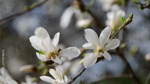 Nice 4k magnolia tree flowers video at spring day