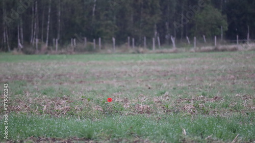 Fototapeta Naklejka Na Ścianę i Meble -  Red poppy flower in green field with blurred forest in background. Wildflower meadow with shallow depth of field. Spring summer nature landscape. Botanical, macro, field, bloom, red floral theme.

