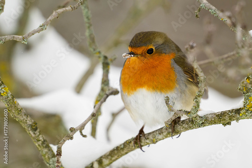 Garden Birds. Robin Erithacus rubecula sitting on a tree branch