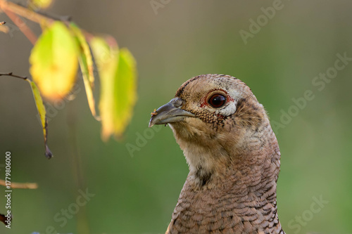 Female common pheasant Phasianus colchicus in the wild