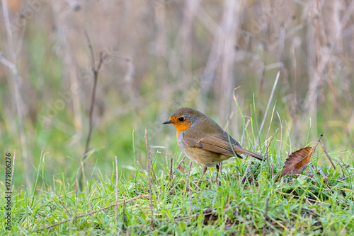 Garden bird. Robin Erithacus rubecula in the wild
