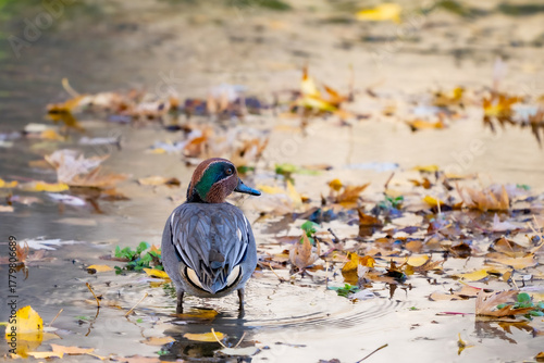 Eurasian Teal Anas crecca standing on the riverbank