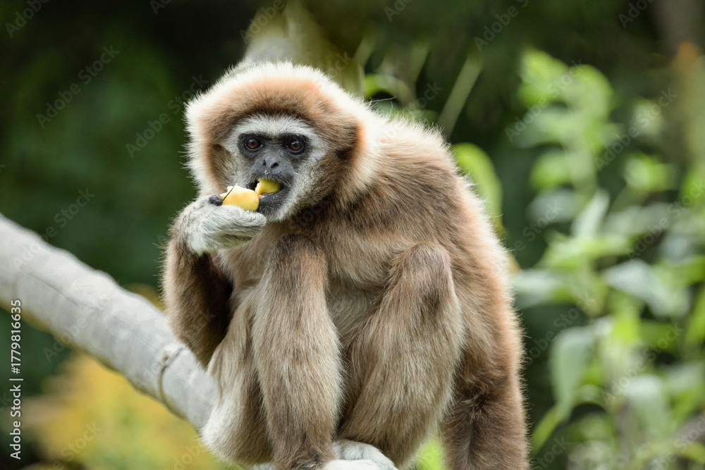 Fototapeta premium lar gibbon white-handed gibbon, an endangered primate in the gibbon family