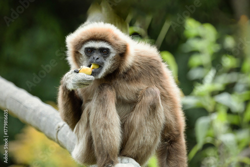 Bild auf Leinwand lar gibbon white-handed gibbon, an endangered primate in the gibbon family