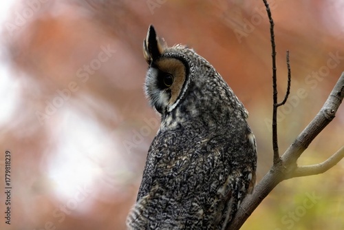 Long-eared Owl Asio otus waking up from a day of sleep preparing for his night hunt at Sunset hour
