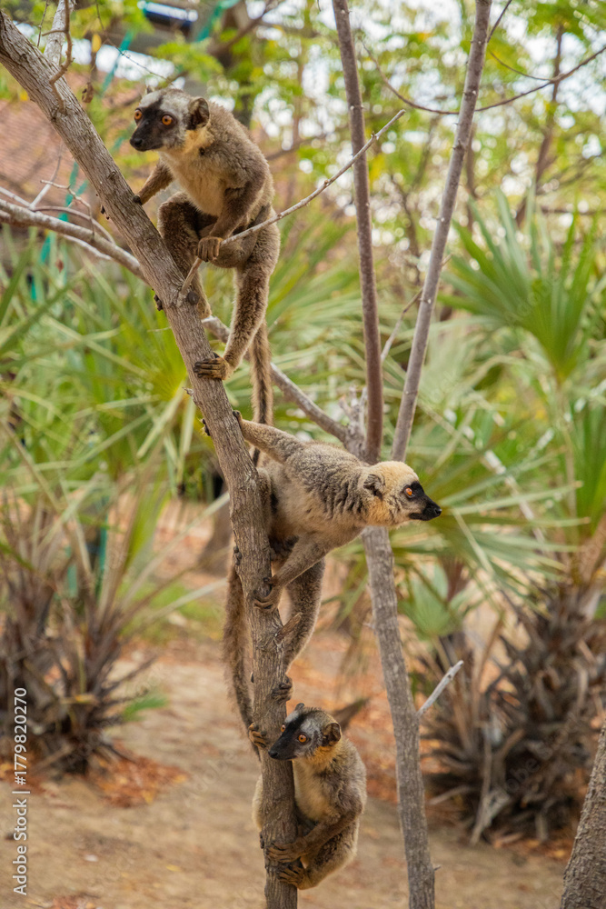 Naklejka premium Common brown lemur (Eulemur fulvus) with orange eyes.