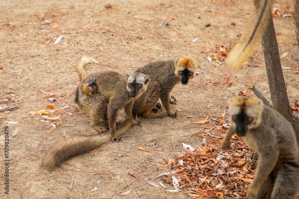 Obraz premium Common brown lemur (Eulemur fulvus) with orange eyes.