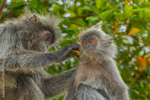 Papier peint Closeup portrait of Tufted gray langur Semnopithecus priam