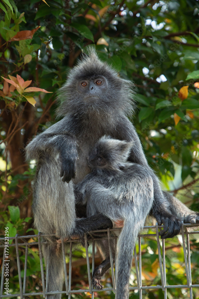 Fototapeta premium Closeup portrait of Tufted gray langur Semnopithecus priam