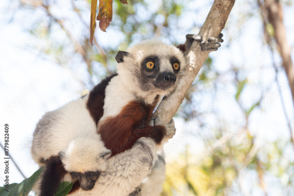 Obraz premium Endangered Coquerel Sifaka Lemur Propithecus coquereli Madagascar