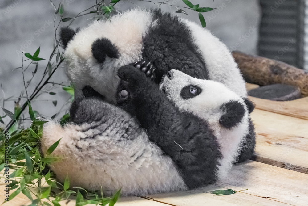 Fototapeta premium Giant panda,6 months old. two little cute pandas playing with each other