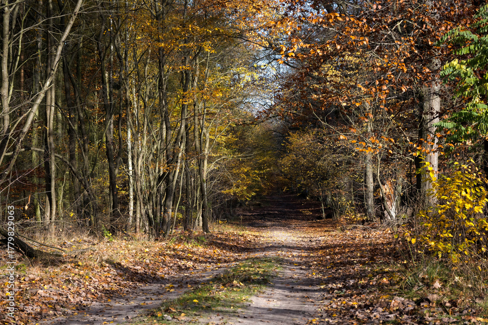 Obraz premium A forest road in autumn. The trees are shedding their leaves. Perfect weather for an autumn walk in the woods. 