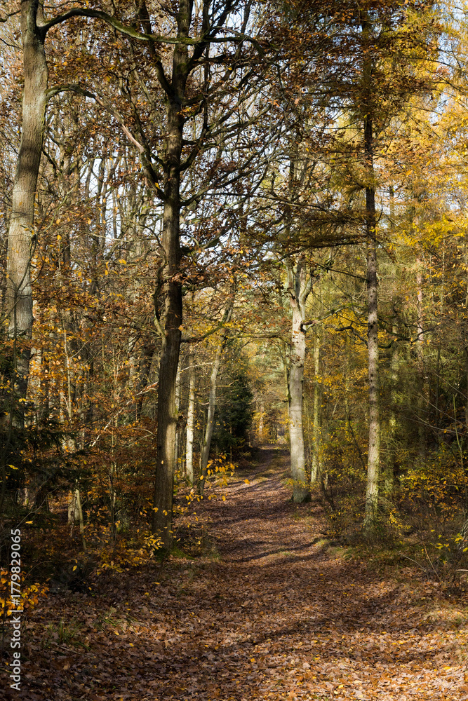Fototapeta premium A forest road in autumn. The trees are shedding their leaves. Perfect weather for an autumn walk in the woods. 