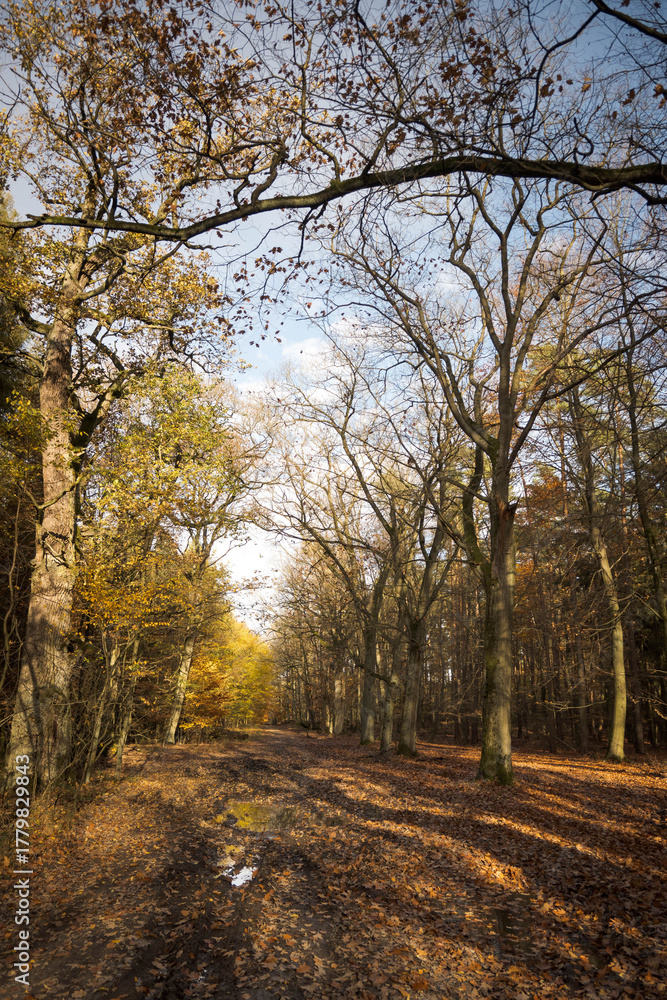 Fototapeta premium A forest road in autumn. The trees are shedding their leaves. Perfect weather for an autumn walk in the woods. 