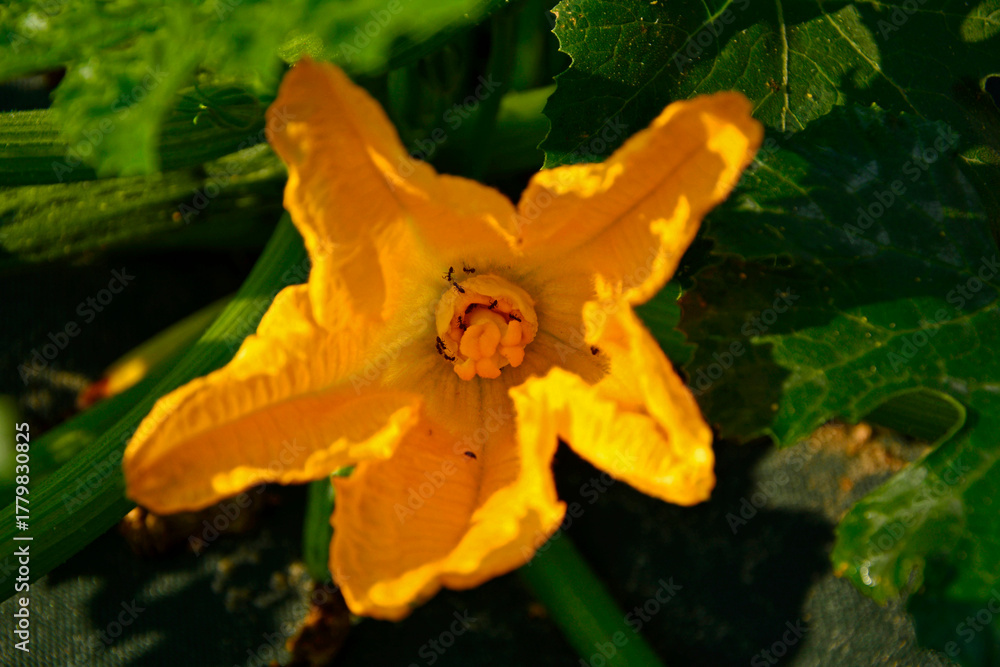 Fototapeta premium Mrówki w żółtym kwiecie cukinii, Cucurbita pepo, mrówki w kwiecie cukinii, ants inside a yellow zucchini flower, ants in zucchini flower, detail of bugs on yellow flower 