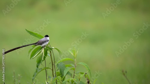 Majestic Fork-tailed Flycatcher (Tyrannus savana), known for its unmistakable, dramatic long tail.