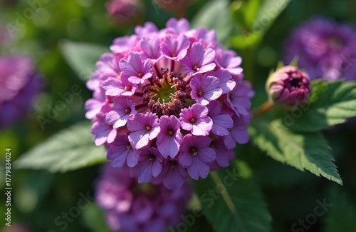 Close view of lilac Ageratum conyzoides plant bloom. Small purple flower in summer garden. Fluffy annual plant with gentle petals on blurred green background. Natural blossom petal close up.