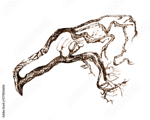 
Detailed brown ink sketch of twisted tree roots. Abstract brown ink illustration of a tree root system with organic twisting lines and detailed branching pattern on white background
