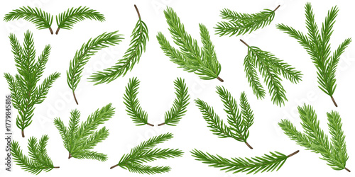 Realistic evergreen conifer branches set. Spruce and fir twigs isolated on white, vector clipart for Christmas, winter decor collection, pine wreaths, botanical design and holiday invitations.