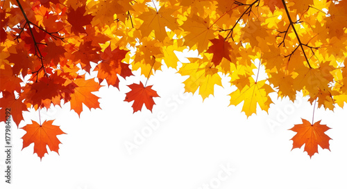 Vibrant autumn maple leaves creating a colorful fall foliage border on a white background vector, illustration