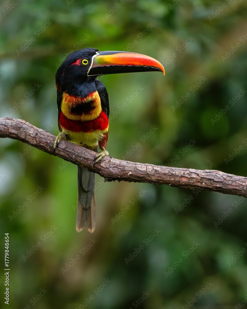 Fototapeta premium A colorful toucan with a large beak perched on a tropical tree branch in the rainforest