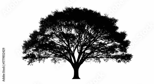 Black silhouette of a large oak tree, isolated on a white background. A conceptual vector illustration of nature
