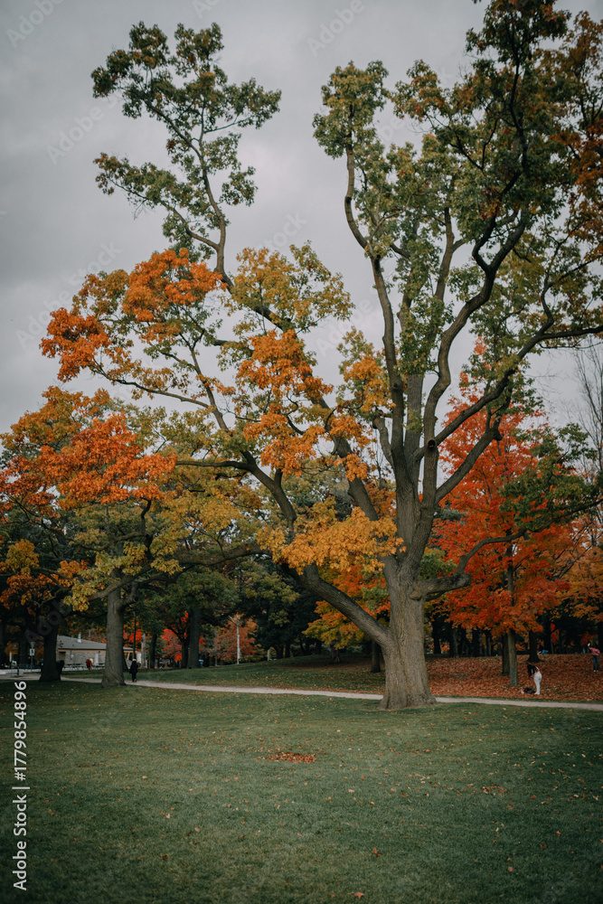 Naklejka premium Autumn trees and fallen leaves in High Park, Toronto, Canada