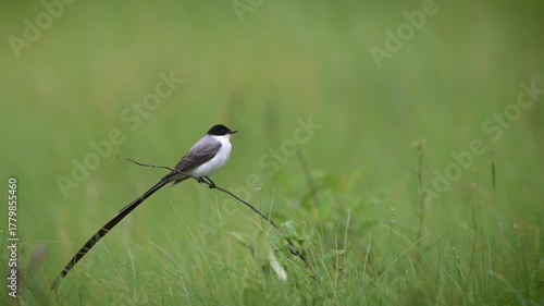 Majestic Fork-tailed Flycatcher (Tyrannus savana), known for its unmistakable, dramatic long tail.