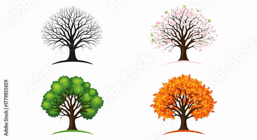 A vector illustration depicting the life cycle of a single tree through the four seasons of nature concept