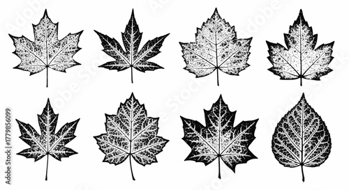 A diverse set of detailed botanical leaf engravings in a vintage black and white vector illustration