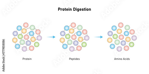 Protein Formation Science Design. Converting Amino Acids into Protein . Vector Illustration.