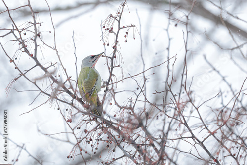 Papier peint 厳冬の日々僅かに残された赤い実をついばむヤマゲラ