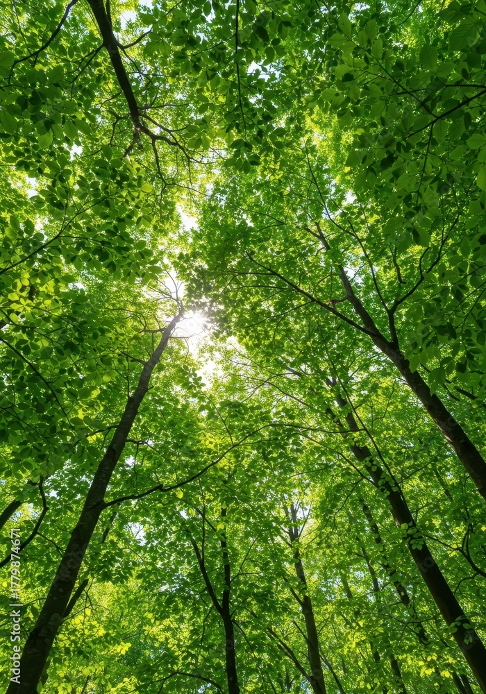 Fototapeta premium A lush, dense canopy of bright green deciduous leaves illuminated by shafts of sunlight filtering down through the forest above, surface, forest, emerald