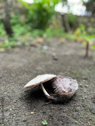 Side view of mushrooms on soil with blurred green background, focus on natural textures and tones.