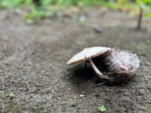 Brown mushroom cap on damp soil in shallow focus, symbol of decay and natural cycle.