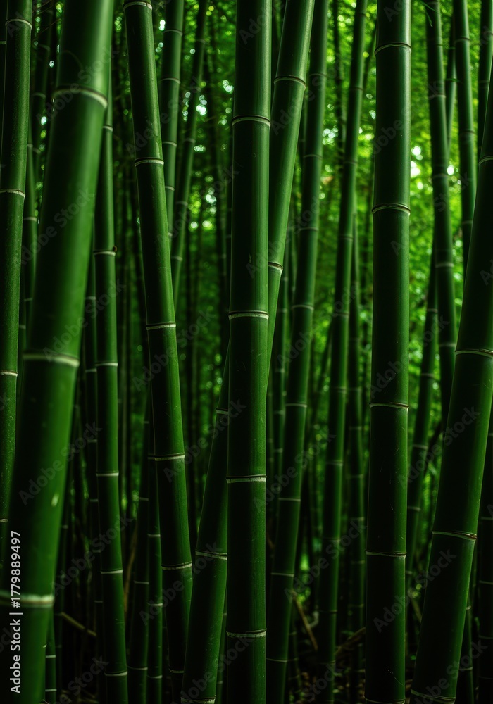 Fototapeta premium Vibrant green bamboo stalks creating a dense natural background deep within a tranquil jungle environment, bathed in soft, diffused light ,grove ,nature ,jungle